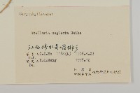 雞腸繁縷藏品圖，第3張