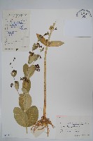 紫花合掌消藏品圖，第1張