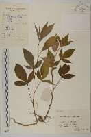 白朮藏品圖，第1張