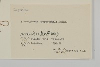 白朮藏品圖，第3張