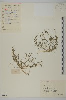 瓜槌草、漆姑草藏品圖，第1張