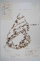 細纍子草藏品圖，第1張