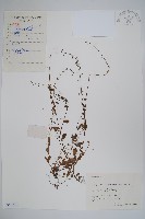 附地菜藏品圖，第1張