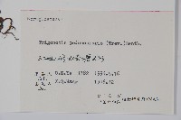 附地菜藏品圖，第2張