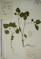 燈籠草藏品圖，第1張