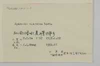 菠菜、菠菱菜藏品圖，第3張