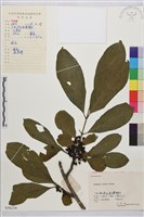 凍綠藏品圖，第1張