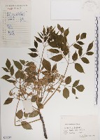 楝、苦楝藏品圖，第1張