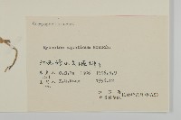 牛繁縷藏品圖，第3張