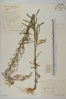 加拿大蓬藏品圖，第1張