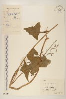 林生假福王草藏品圖，第1張