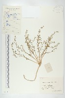 廣東葶藶藏品圖，第1張