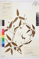 小木通藏品圖，第1張