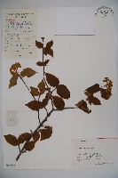 松田氏莢迷、宜昌莢迷藏品圖，第1張