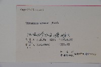 松田氏莢迷、宜昌莢迷藏品圖，第2張