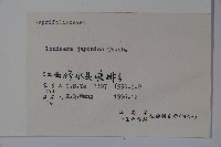 忍冬、金銀花藏品圖，第2張