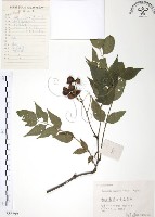 灰色木藍藏品圖，第1張