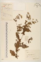 抱莖苦菜藏品圖，第1張