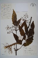 冇骨消藏品圖，第1張