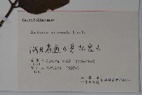 冇骨消藏品圖，第2張