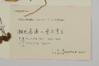 下田菊藏品圖，第3張