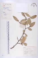 胡頹子藏品圖，第1張