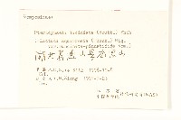 多裂翅果菊藏品圖，第3張