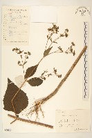 腺梗豨薟藏品圖，第1張