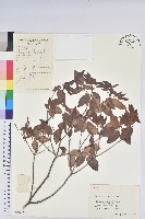 馬銀花藏品圖，第1張