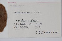 獼猴桃、奇異果藏品圖，第2張