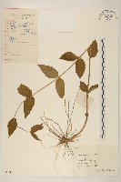 華澤蘭藏品圖，第1張