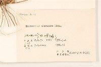 華澤蘭藏品圖，第3張