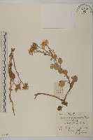 楔葉菊藏品圖，第1張