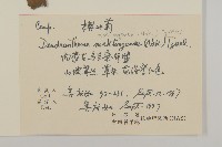 楔葉菊藏品圖，第2張