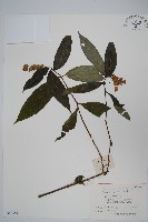 色萼花藏品圖，第1張