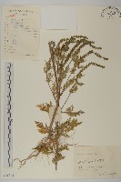 豬草、瘤果菊藏品圖，第1張