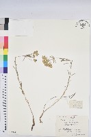 乳漿大戟藏品圖，第1張