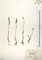 綬草藏品圖，第1張