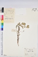 蘇州大戟藏品圖，第1張