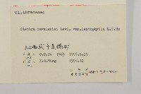 薄葉榿葉樹藏品圖，第3張