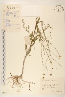 雞兒腸藏品圖，第1張