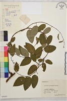 牯嶺勾兒菜, 臺灣黃鱔藤藏品圖，第1張