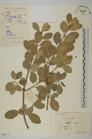 日本衛矛, 大葉黃楊藏品圖，第1張