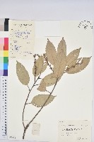 苦櫧栲藏品圖，第1張