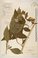 塊根向日葵藏品圖，第1張