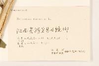 塊根向日葵藏品圖，第3張