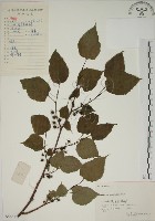 小桑樹藏品圖，第1張