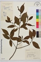 鈍齒鼠李藏品圖，第2張