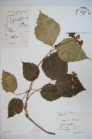 衡山莢迷藏品圖，第1張