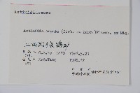 軟棗獼猴桃藏品圖，第2張